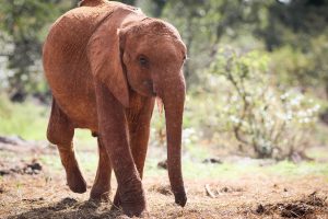 Luggard (c) Sheldrick Wildlife Trust