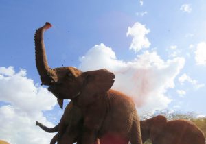 Mukkoka (c) Sheldrick Wildlife Trust
