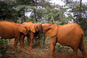 Mukkoka, Maktao und Musiara (c) Sheldrick Wildlife Trust
