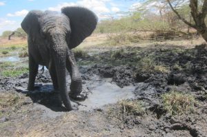 Mwashoti im Wasserloch (c) Sheldrick Wildlife Trust