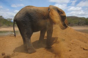 Ngasha (c) Sheldrick Wildlife Trust