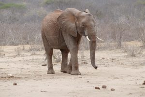 Chaimu (c) Sheldrick Wildlife Trust