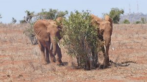 Suswa (links) und Nelion (c) Sheldrick Wildlife Trust