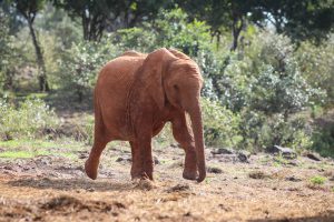 Tamiyoi (c) Sheldrick Wildlife Trust