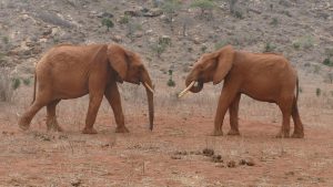 Tundani (links) und Ngilai (c) Sheldrick Wildlife Trust