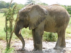 Alamaya (c) Sheldrick Wildlife Trust