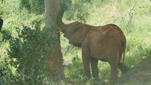 Mbegu (c) Sheldrick Wildlife Trust