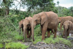 V.l.n.r.: Ziwadi, Kiasa, Tagwa und Kiombo (c) Sheldrick Wildlife Trust