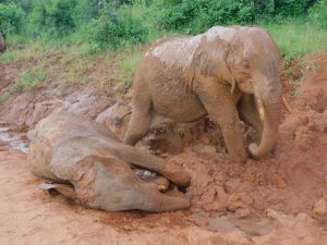Ambo und Namalok (c) Sheldrick Wildlife Trust