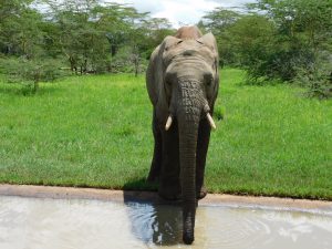 Alamaya (c) Sheldrick Wildlife Trust