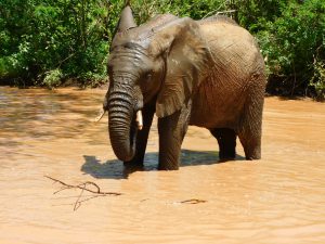 Alamaya (c) Sheldrick Wildlife Trust