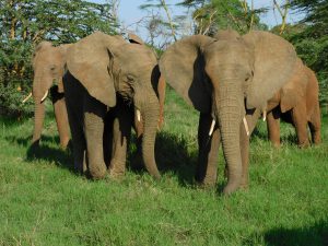 Die Waisen beim Grasen am späten Nachmittag. (c) Sheldrick Wildlife Trust