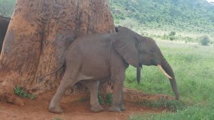 Bada beim Kratzen. (c) Sheldrick Wildlife Trust