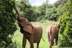 Dololo und Ziwadi (c) Sheldrick Wildlife Trust