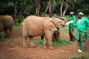 Enkesha (c) Sheldrick Wildlife Trust