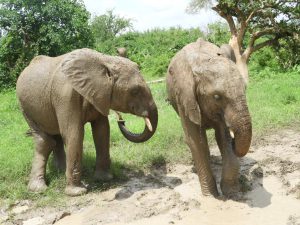 Enkikwe und Maramoja. (c) Sheldrick Wildlife Trust