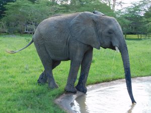 Faraja an der Tränke. (c) Sheldrick Wildlife Trust