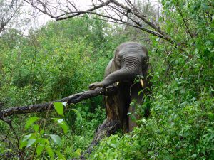 Faraja im Regen. (c) Sheldrick Wildlife Trust