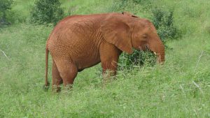 Godoma (c) Sheldrick Wildlife Trust