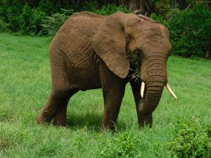 Ziwa stopft sich mit frischem Gras voll. (c) Sheldrick Wildlife Trust
