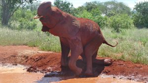 Ishaq-B beim Toben. (c) Sheldrick Wildlife Trust