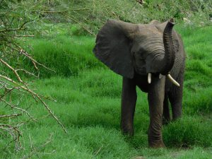 Jasiri nimmt eine Witterung auf. (c) Sheldrick Wildlife Trust