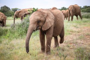 Kaisa (c) Sheldrick Wildlife Trust