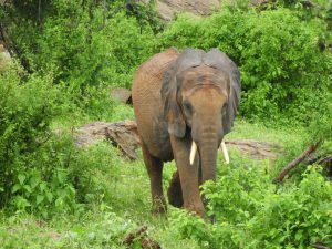 Kauro (c) Sheldrick Wildlife Trust