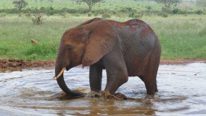 Kenia (c) Sheldrick Wildlife Trust