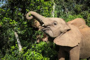 Kiasa (c) Sheldrick Wildlife Trust