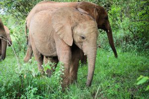 Kiombo (c) Sheldrick Wildlife Trust