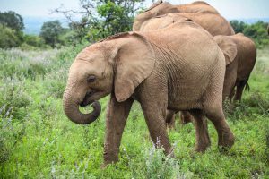 Larro (c) Sheldrick Wildlife Trust