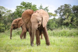 Maisha (c) Sheldrick Wildlife Trust