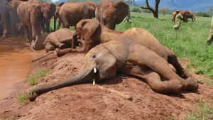Mbegu (vorn) (c) Sheldrick Wildlife Trust