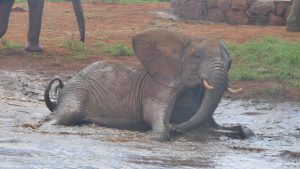 Mbirikani (c) Sheldrick Wildlife Trust