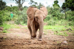 Mukkoka (c) Sheldrick Wildlife Trust