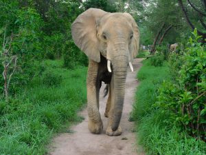Murera (c) Sheldrick Wildlife Trust