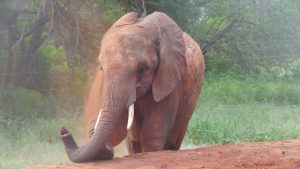 Murit (c) Sheldrick Wildlife Trust