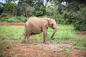 Musiara (c) Sheldrick Wildlife Trust