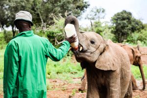 Musiara (c) Sheldrick Wildlife Trust