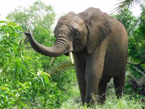 Mwashoti hat einen neuen Freßplatz gefunden, wo er gleichzeitig Gras und frische Zweige fressen kann. (c) Sheldrick Wildlife Trust