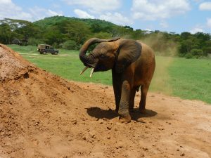 Mwashoti bewirft sich mit Dreck (c) Sheldrick Wildlife Trust