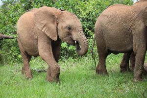 Nabulu (c) Sheldrick Wildlife Trust