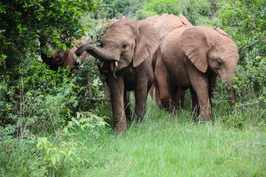 Nabulu und Kiombo (c) Sheldrick Wildlife Trust