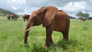 Naipoki (c) Sheldrick Wildlife Trust