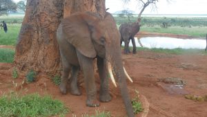 Nelion beim Schubbern. (c) Sheldrick Wildlife Trust