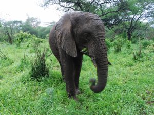 Ngasha kommt am Morgen ins Stallgelände, nachdem er eine Nacht im Busch verbracht hat. (c) Sheldrick Wildlife Trust