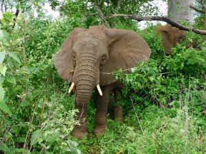 Ngasha führt die jungen Bullen nach Hause. (c) Sheldrick Wildlife Trust