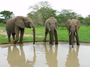 An der Tränke. (c) Sheldrick Wildlife Trust