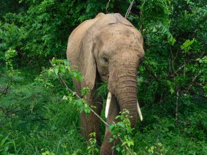 Quanza (c) Sheldrick Wildlife Trust